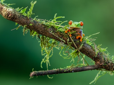 棕茎绿橙蜥蜴的选择性聚焦摄影
